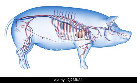 Pig vascular system, illustration Stock Photo