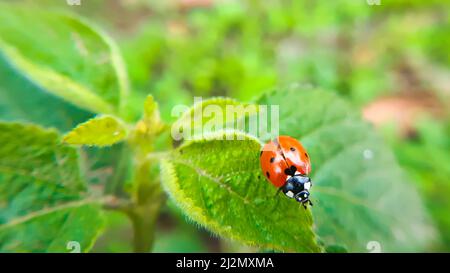 Gorgeous ladybird resting on green leaf Stock Photo