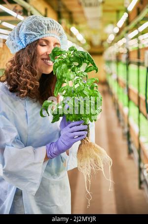 Female gardener smelling aromatic leaf of green basil in greenhouse. Happy woman in garden rubber gloves holding pot with green leafy plant and enjoying scent of basil. Stock Photo