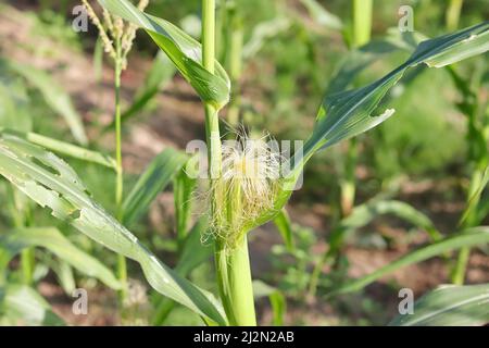 Close-up photo of The raw fruit of corn grows on the maize crop Stock Photo