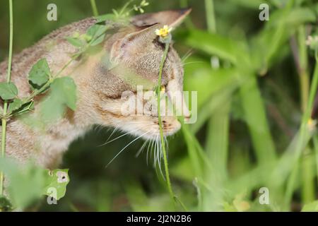 Close-up photo of A tabby cat watching something inside the defocused green grass Stock Photo