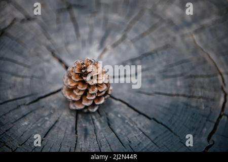 Pine Cone on Wooden Texture Background, Close-Up of Nature Dry Pine Cone Isolated on Tree Wood Annual Ring. Brown Pine Seed for Celebration Decorative Stock Photo