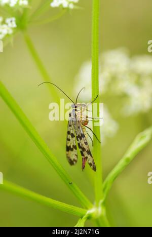 Scorpion-flie - Panorpa vulgaris, beautiful small insect from European meadows and grasslands, Czech Republic. Stock Photo