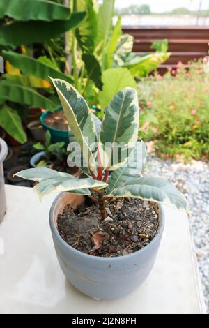 Decora Tree, Indian Rubber Tree or Rubber Plant or Variegated Indian Rubber or Ficus elastica or  Assam Rubber or India Rubber Fig plant Stock Photo