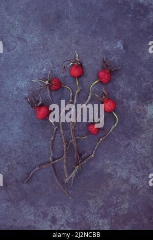 Six red rosehips of Soft downy rose or Rosa mollis lying with their bendy stalks on tarnished metal Stock Photo