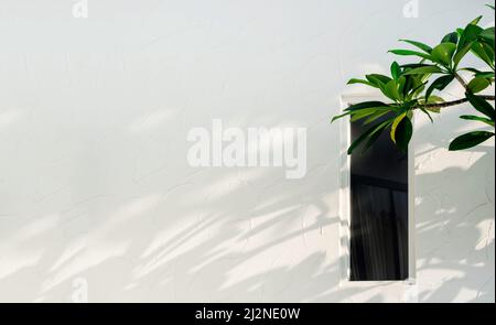 Empty space on white wall background near glass window and green leaves with shadow on the wall. Stock Photo