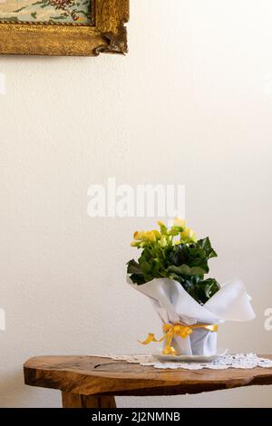Yellow begonia plant in bloom, potted gift plant on the table Stock Photo