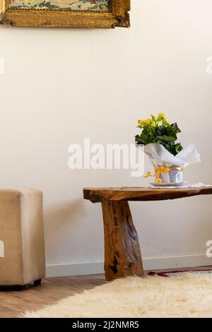 Yellow begonia plant in bloom, potted gift plant on the table Stock Photo