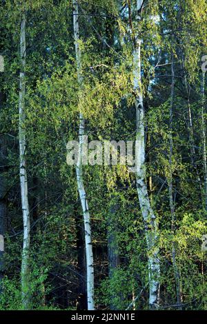 Silver Birch trees on edge of woodland in Spring showing three Betula Pendula tree trunks on forest edge a wild beauty in nature with striking pattern Stock Photo