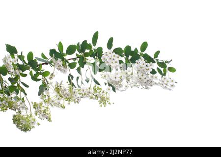 Spring spirea flowers isolated on white background Stock Photo