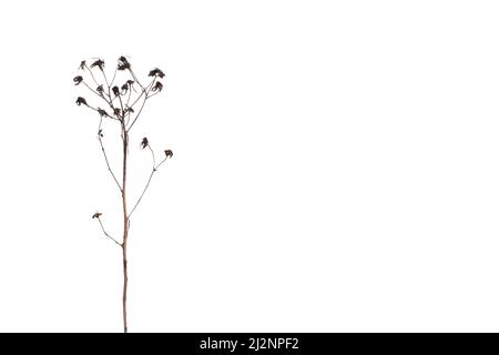 Wild flowers pressed isolated on white background Stock Photo