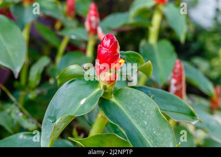 Blooming red Indian head ginger or Costus spicatus. Bali, Indonesia. Stock Photo