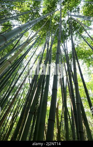 many green leaves and very high bamboo canes in the reeds seen from below with an enveloping effect Stock Photo