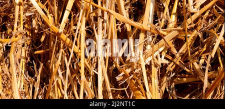 background of dried blades of grass straw and hay photographed with macro lens Stock Photo