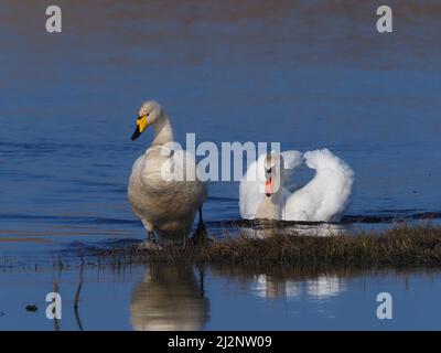 The resident mute swans on the loch decided it was time for the Wintering Whoopers to return home to breed and successfully chased them off the loch. Stock Photo