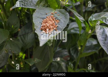 Biological pesticide in agriculture by using tiny insects. Integrated Pest Management. Stock Photo