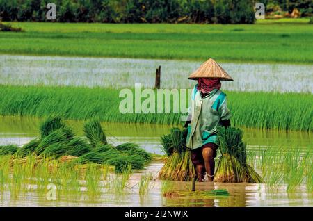 Cambodian woman planting the rice fields, Kampong Thom Province, Cambodia. © Kraig Lieb Stock Photo