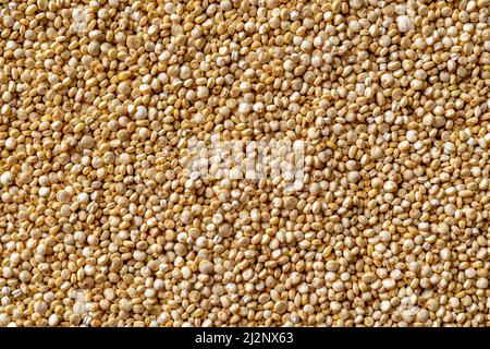 Raw quinoa grains macro background. Texture of white quinoa seeds close-up. Dry chenopodium quinoa for gluten free dieting and superfood concepts. Stock Photo