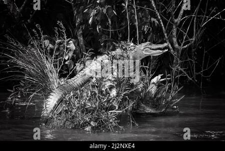 Alligator on a rock in Honey Swamp, Slidell, Lousiana Stock Photo