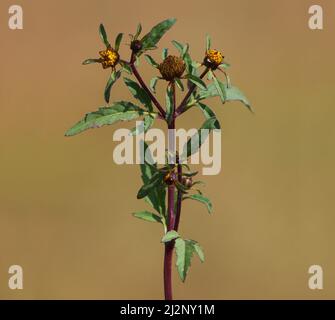 Devil's beggarticks blooming plant with yellow flowers, Bidens frondosa Stock Photo