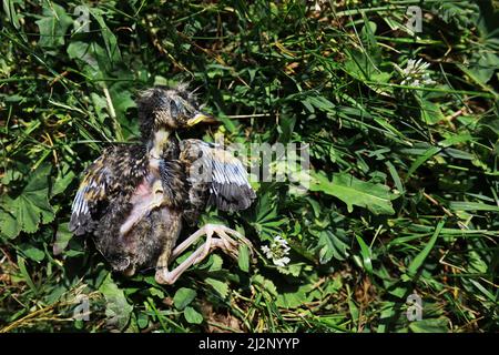 Bird's nest with offspring in early summer. Eggs and chicks of a small bird. Starling. Feeds the chicks. Stock Photo