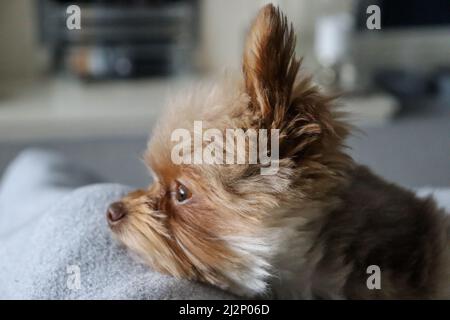 Head shot of a small cute fluffy chocolate dog looking away, side profile Stock Photo