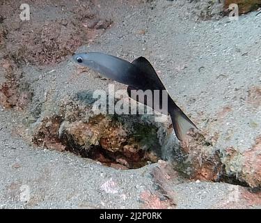 A Blackfin Dart Goby (Ptereleotris evides) in the Red Sea, Egypt Stock Photo