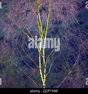 Misty morning Birch tree lit by diffused light, late winter Brocton old quarry Cannock Chase Country Park AONB (area of outstanding natural beauty) in Stock Photo