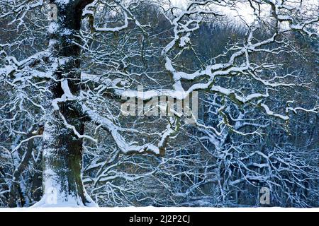 Graphic shape of a mature spreading Oak tree with snow covered twisted branches in winter on Cannock Chase AONB. Stock Photo