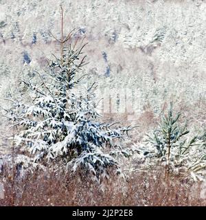 Young conifer trees with snow covered branches set against a hillside backdrop of Cannock Forest in winter on Cannock Chase AONB. Stock Photo