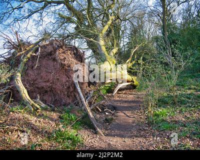 A large, mature tree blown down in a storm blocks a footpath. The roots are visible along with damage to the tree branches. Stock Photo