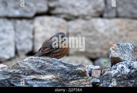 An alpine accentor perched on a rock in the chill of the morning. Stock Photo
