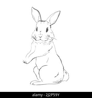 sketch of a cute rabbit black and white, hand-drawn on a white background. Vector Illustrations. Stock Vector