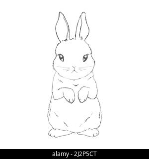 sketch of a cute rabbit black and white, hand-drawn on a white background. Vector Illustrations. Stock Vector