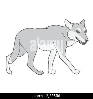 Gray wolf. Gray wolf. A predatory beast. Wild forest animal. Vector Engraved hand drawn Vintage old sketch for stamp, t-shirt or typography or badge. Stock Vector
