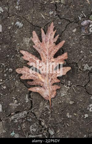 Dry oak leaf on the ground Stock Photo