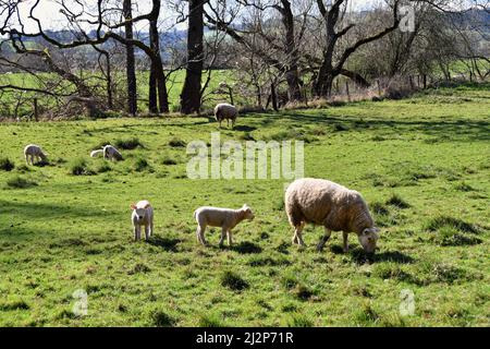 Twin lambs and ewe in a field. No people. Stock Photo