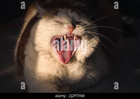 Portrait concept of a domestic animal. Zoom in on the cat's mouth with the tongue sticking out. Photo with shallow depth of field. Stock Photo