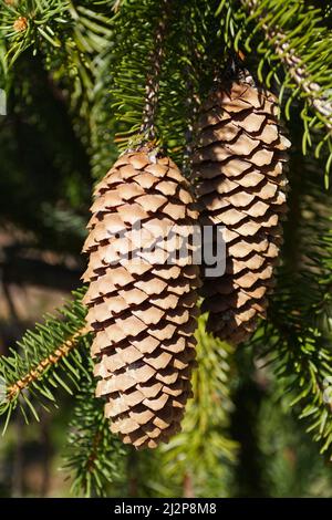 Close up of two pine cones on the tree Stock Photo