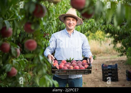 Man professional gardener holding crate with peaches in garden Stock Photo
