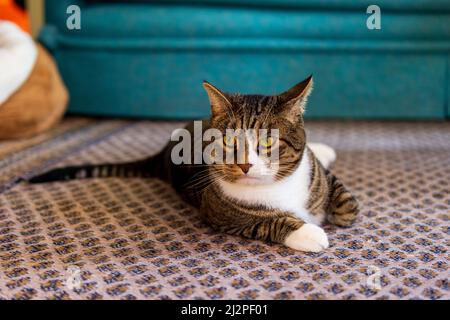 Cat with ears swept back and funny expression laying on floor Stock Photo