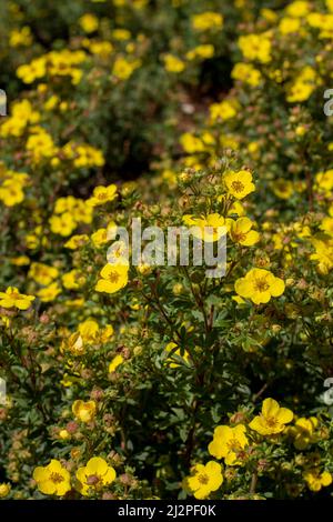 Shrubby cinquefoil yellow flowers in the summer. Blooming Potentilla fruticosa. Stock Photo