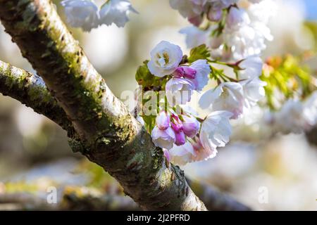 Prunus 'Tai-haku' Great White Cherry Tree Stock Photo