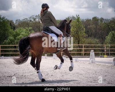Female dressage rider training canter gait or gallop. Stock Photo