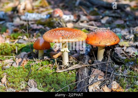 Amanita is an inedible, poisonous mushroom. Background. Forest in autumn. Nature. Red and white speckled fly agaric Mushrooms in fall. Stock Photo