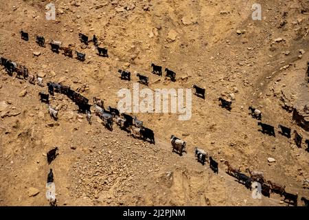 Goats going to the pasture. Jordan Stock Photo