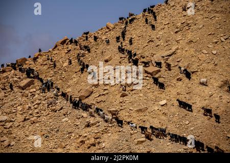 Goats going to the pasture. Jordan Stock Photo
