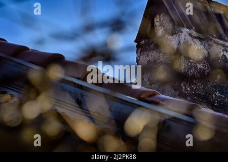 Owl in chimney. Tawny owl, Strix aluco, bird in old roof tile ruin. Urban wildlife with bird with yellow eyes, Bulgaria. Wildlife scene from nature. A Stock Photo