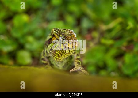 Chameleon from Uganda in Africa. Johnston's Chameleon, Chamaeleo johnstoni, walking along branch, Bwindi National Park, Uganda.Green chameleon on the Stock Photo