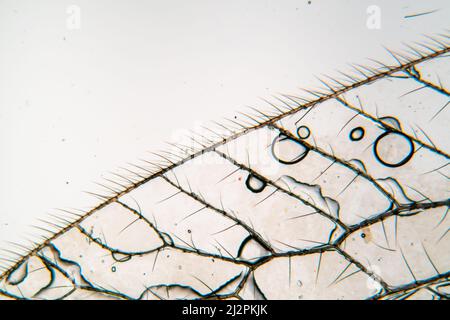 insect wing under microscope Stock Photo